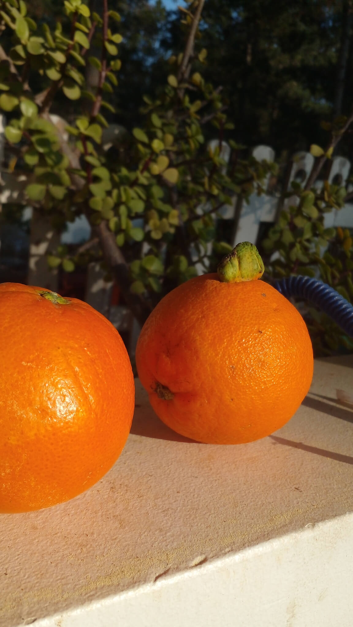 Charla color Naranja