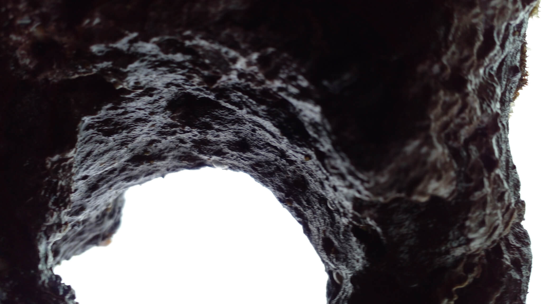 Los Ojos de la Muerte Blanca